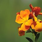 Goldlack (Erysimum cheiri)