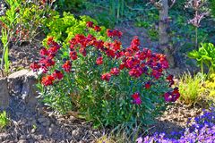 Goldlack (Erysimum cheiri )