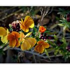 Goldlack (Erysimum cheiri)