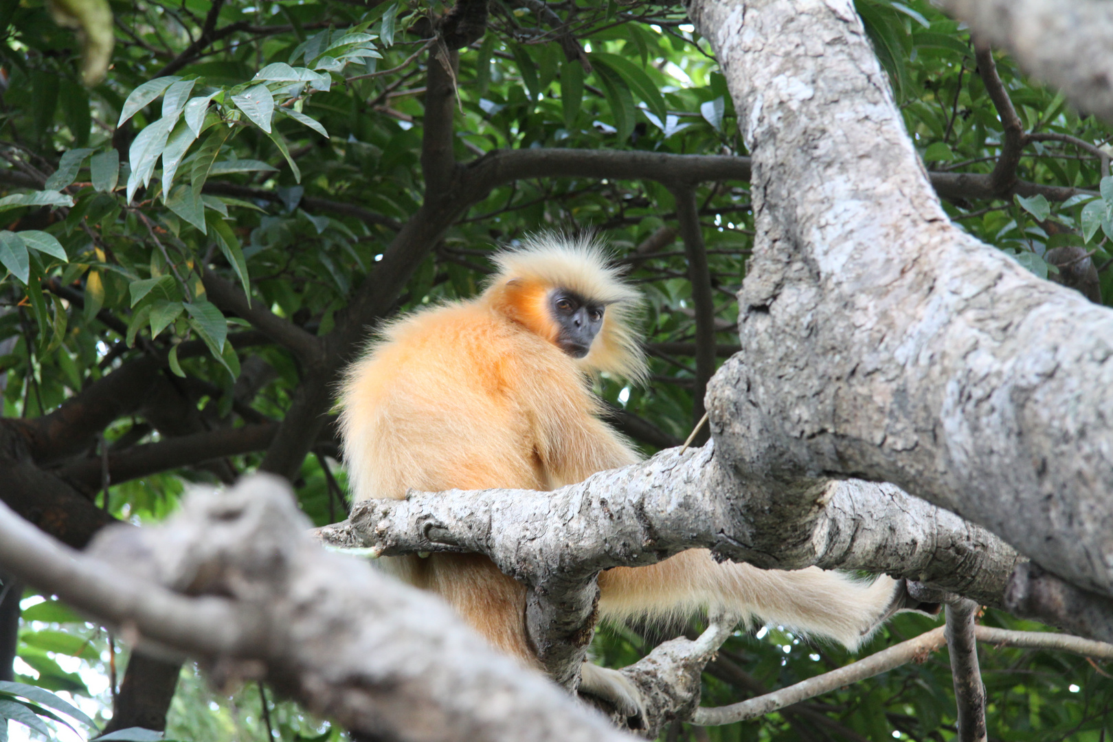 Goldlangur