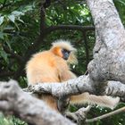 Goldlangur