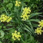 Goldlauch (Allium moly)