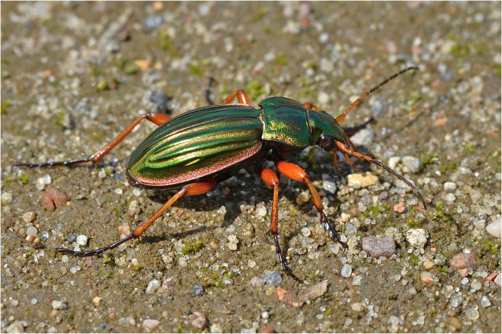 Goldlaufkäfer