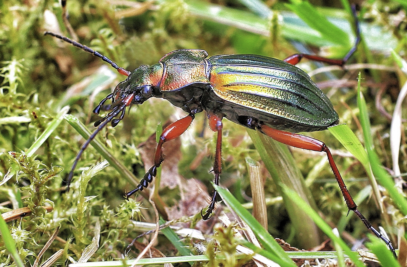 Goldlaufkäfer