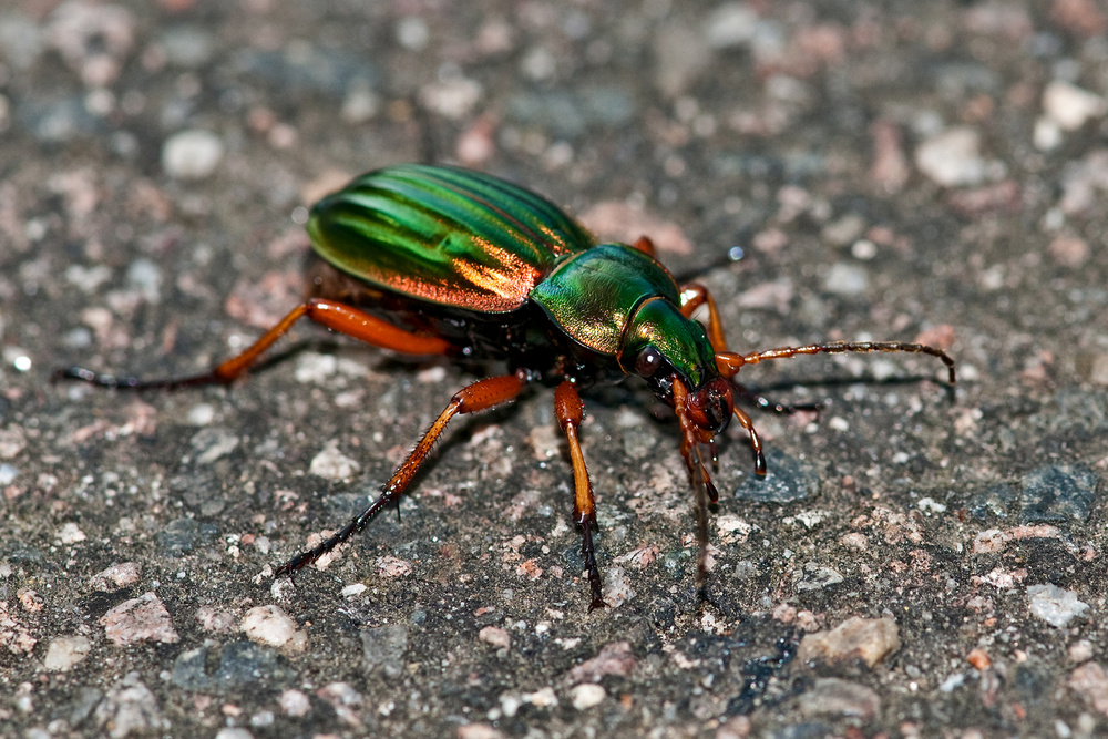 Goldlaufkäfer