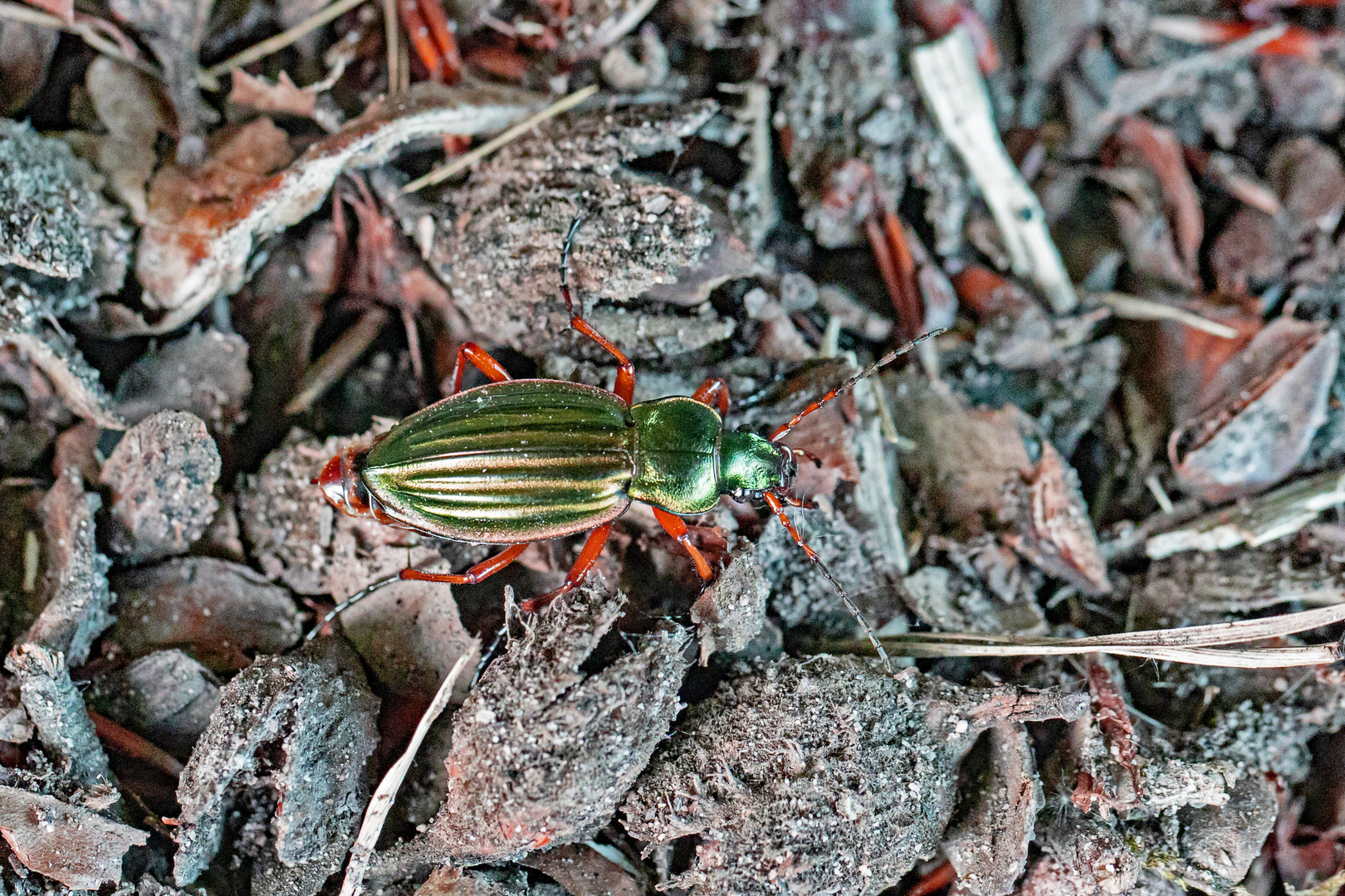 Goldlaufkäfer