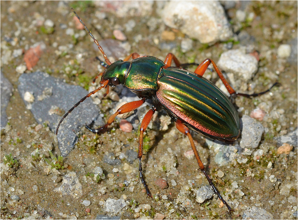 Goldlaufkäfer