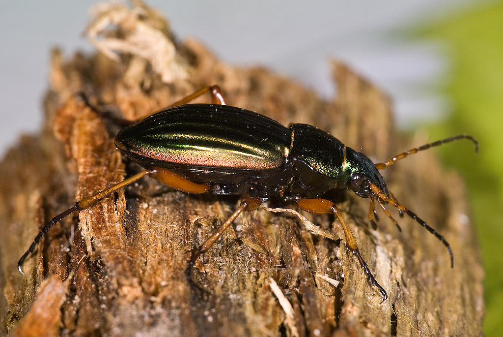 Goldlaufkäfer