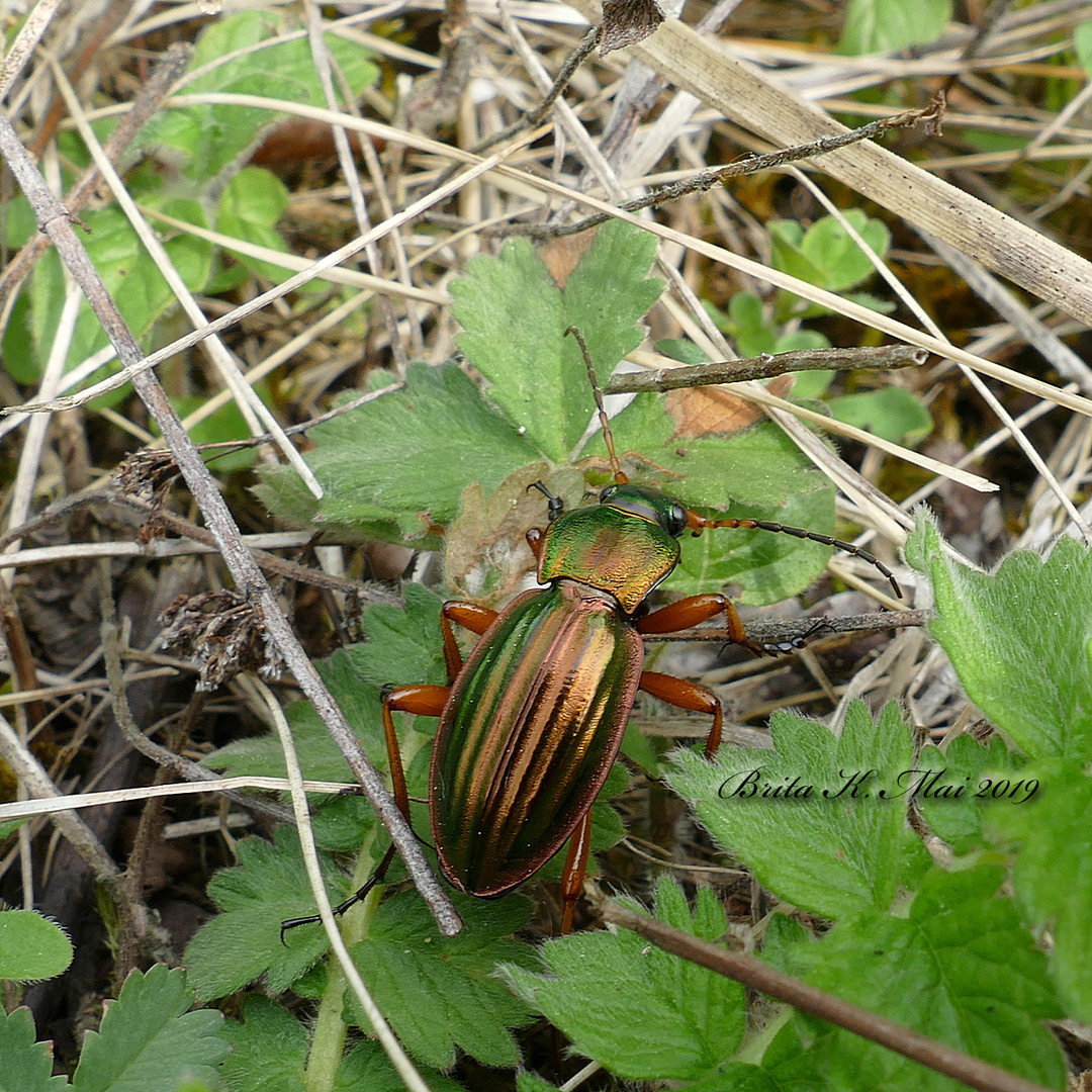 Goldlaufkäfer (carabus auratus)