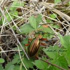 Goldlaufkäfer (carabus auratus)