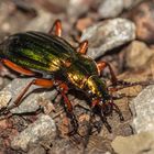 Goldlaufkäfer / Carabus auratus