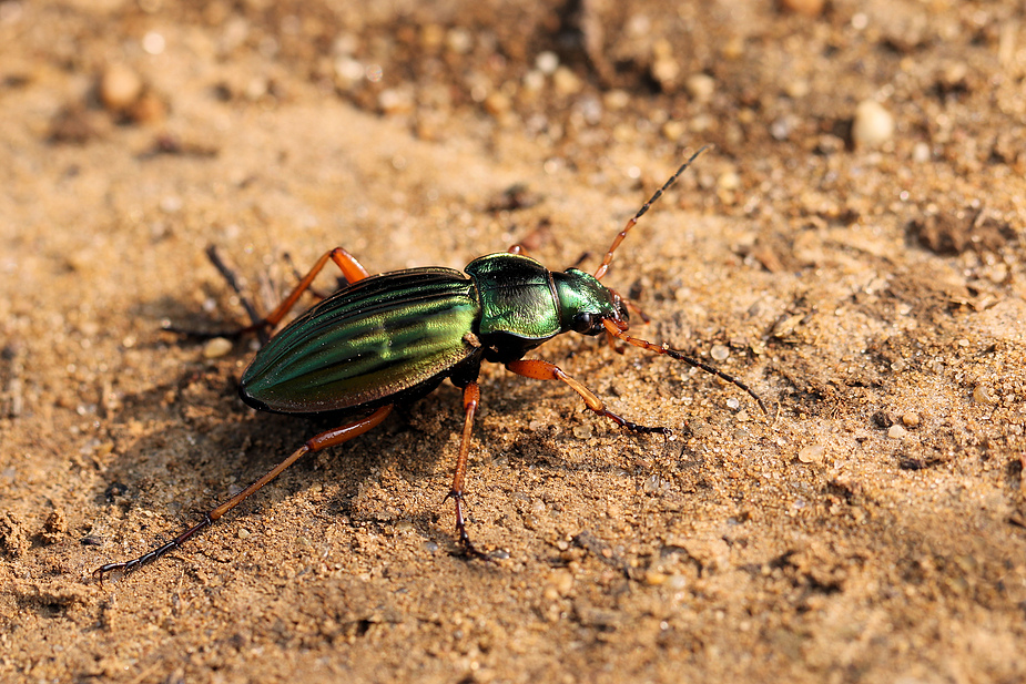 Goldlaufkäfer