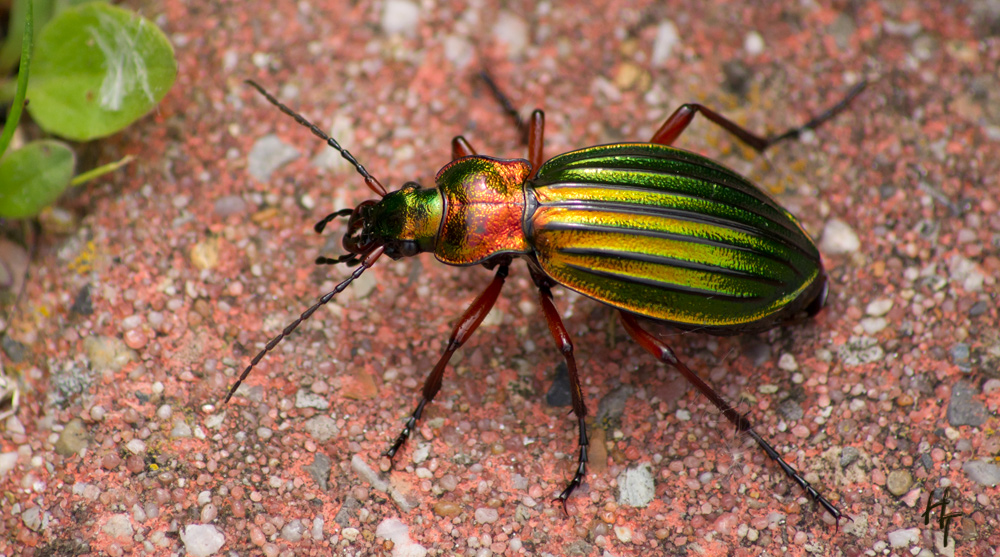 Goldlaufkäfer