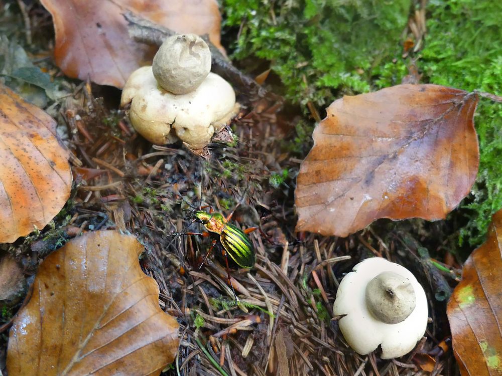 Goldlaufkäfer inmitten der Erdsterne