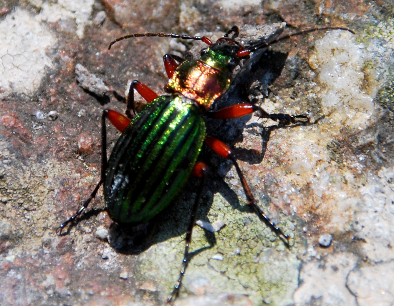 Goldlaufkäfer oder Goldschmied (Carabus auratus)