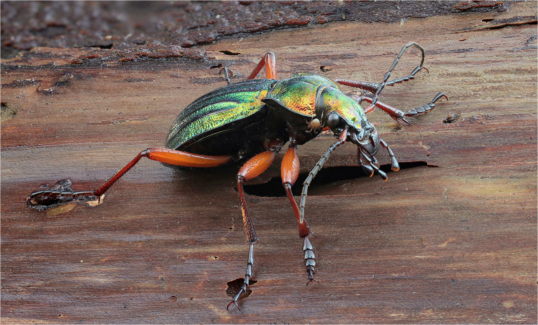 Goldlaufkäfer oder Goldschmied (Carabus auratus)