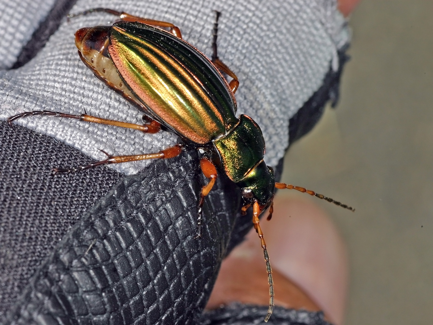 Goldlaufkäfer oder Goldschmied (Carabus auratus).......