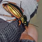 Goldlaufkäfer oder Goldschmied (Carabus auratus).......