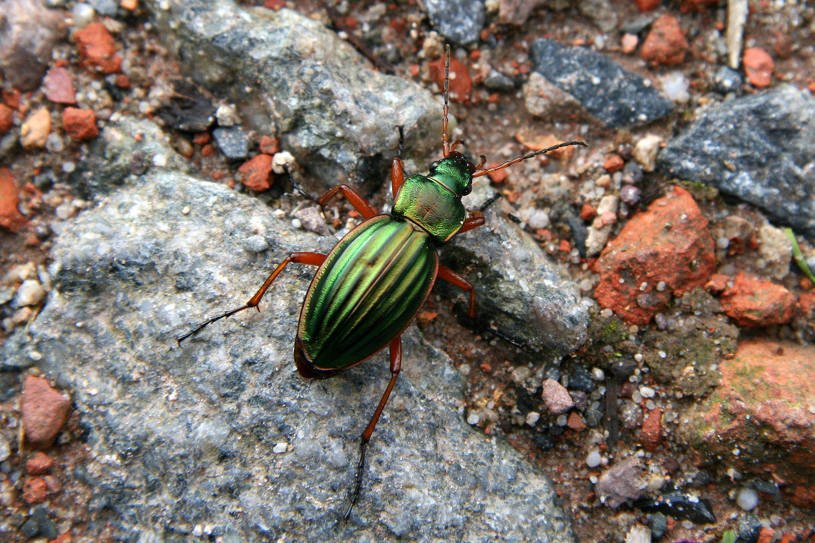 Goldlaufkäfer oder Goldschmied (Carabus auratus)