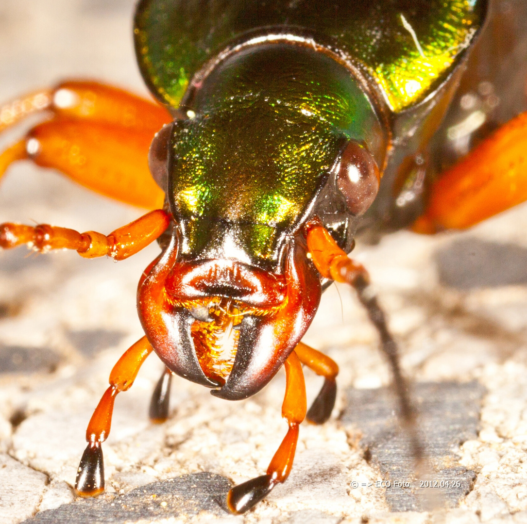 Goldlaufkäfer Portrait Carabus auratus