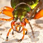 Goldlaufkäfer Portrait Carabus auratus