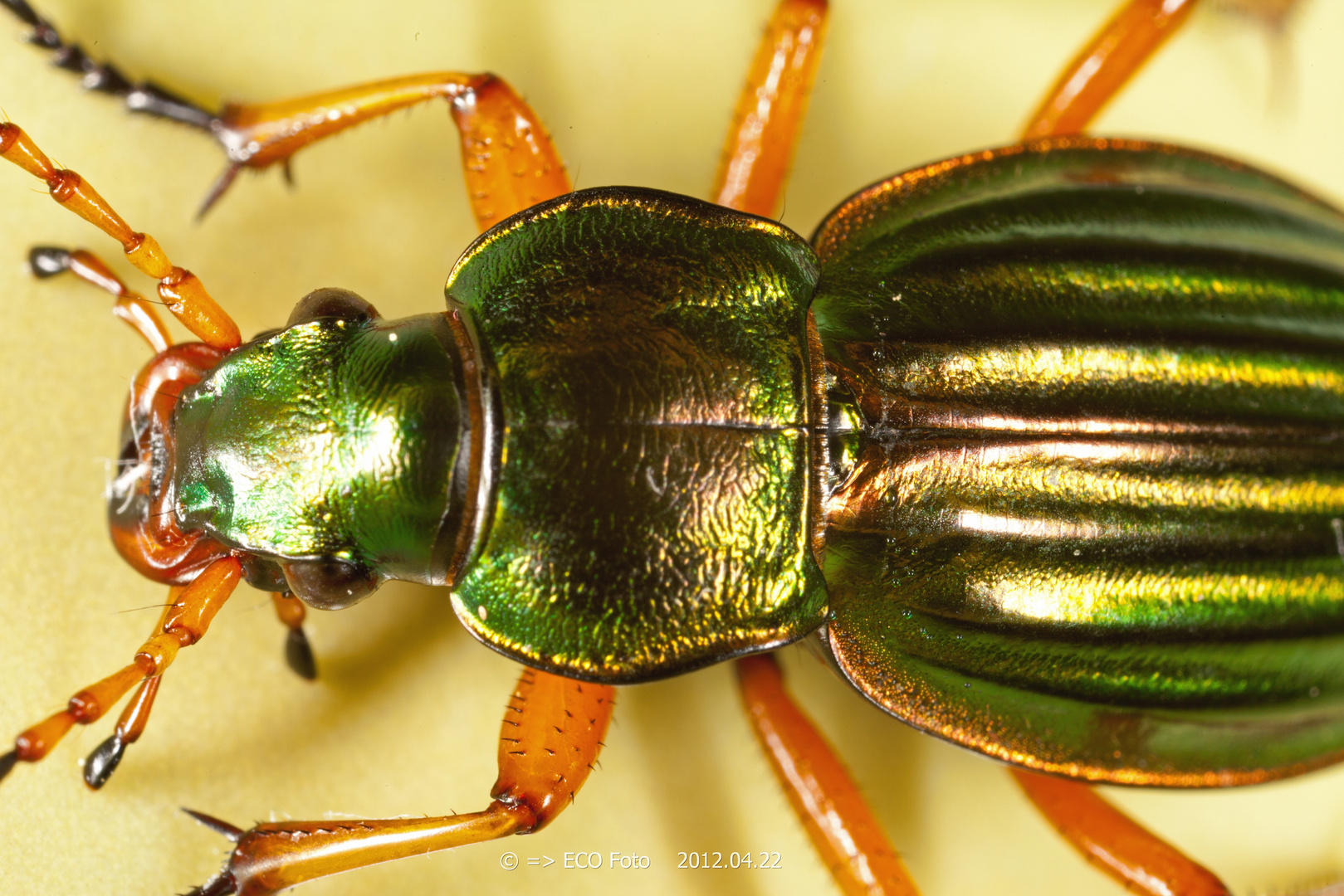 Goldlaufkäfer Rückenansicht Carabus auratus