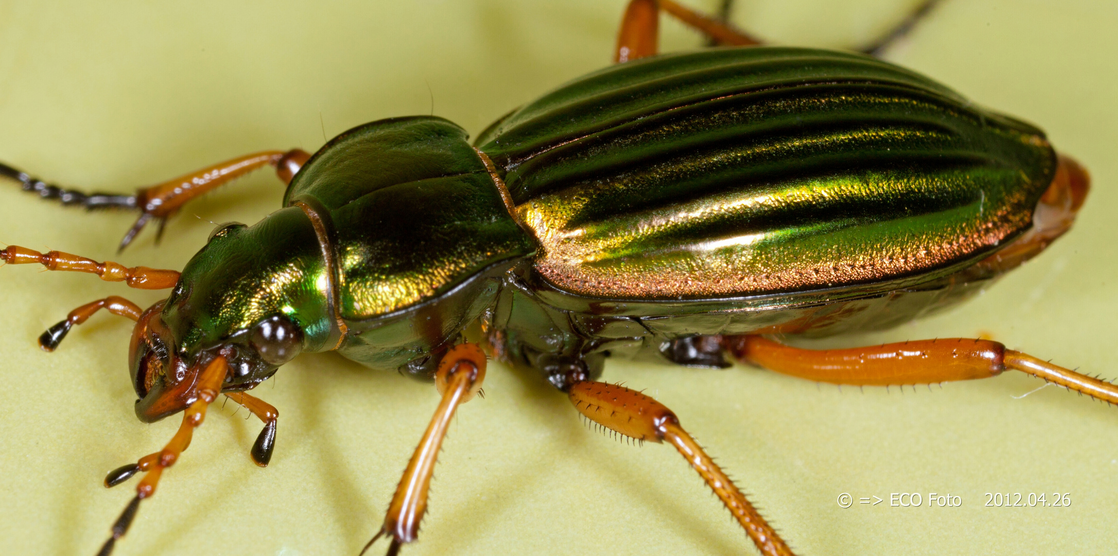 Goldlaufkäfer Seitenansicht Carabus auratus