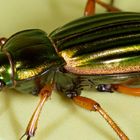 Goldlaufkäfer Seitenansicht Carabus auratus