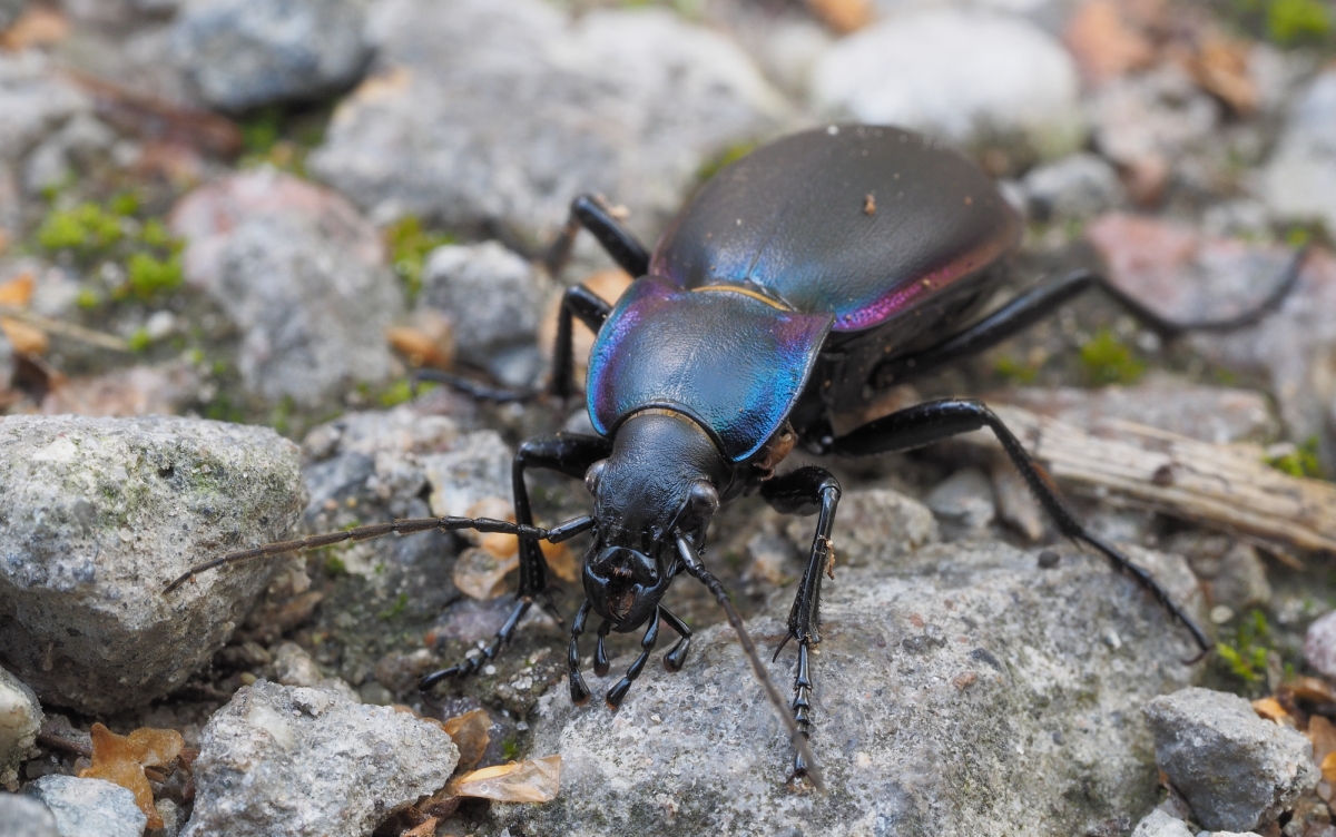 Goldleiste, Violettrandiger Laufkäfer (Carabus violaceus)