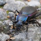 Goldleiste, Violettrandiger Laufkäfer (Carabus violaceus)