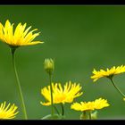 Goldmargerite in unserem Frühlingsgarten