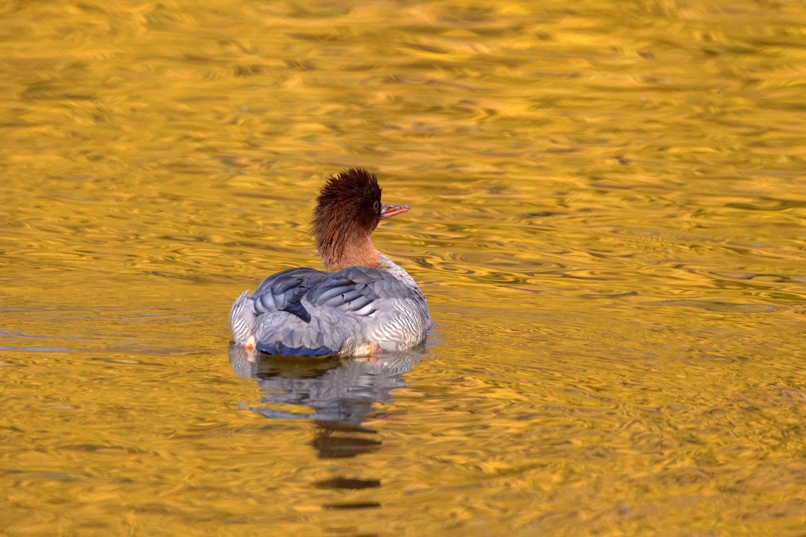 Goldmarie ...  Gänsesäger, Mergus merganser