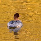 Goldmarie ...  Gänsesäger, Mergus merganser