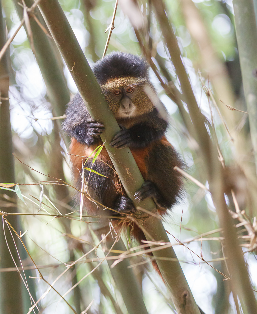 Goldmeerkatze im Volcanoes Nationalpark in Ruanda