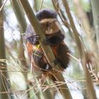 Goldmeerkatze im Volcanoes Nationalpark in Ruanda