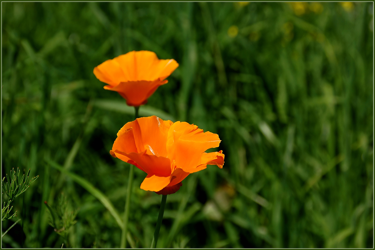 Goldmohn