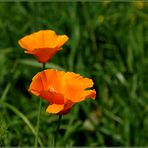 Goldmohn