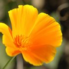 Goldmohn