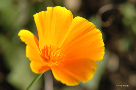 Goldmohn