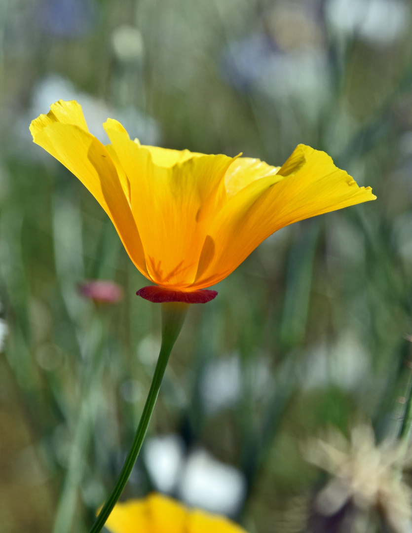 Goldmohn