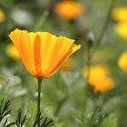 Goldmohn