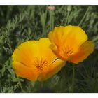 Goldmohn