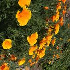 Goldmohn