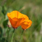 Goldmohn