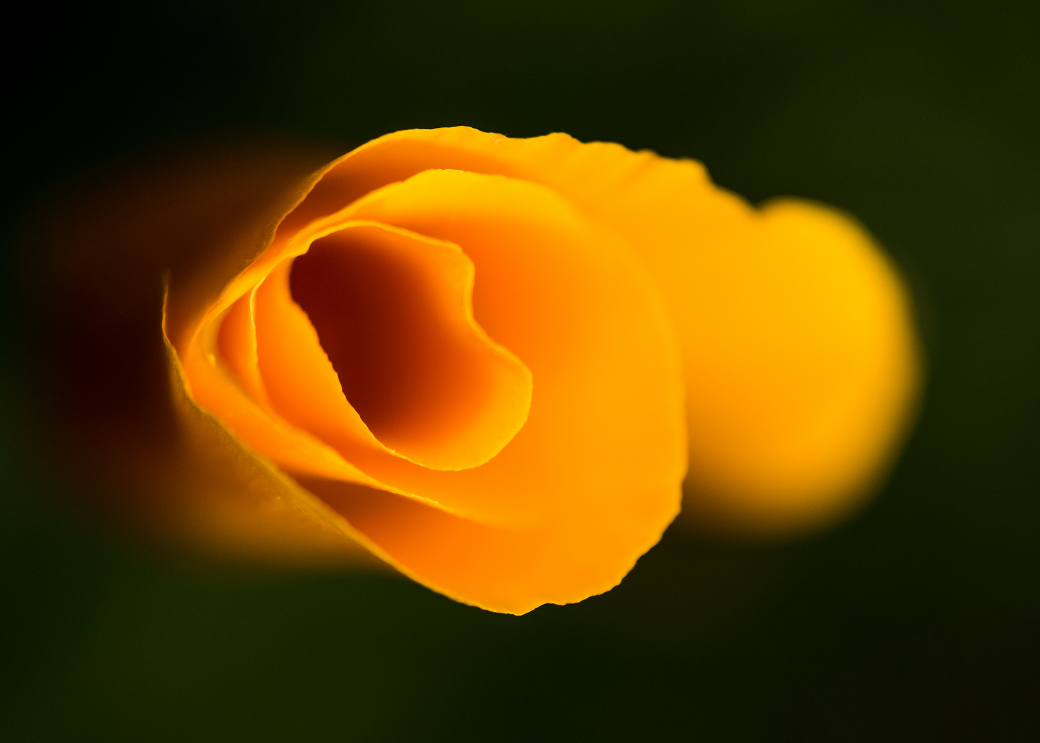 Goldmohn