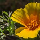 Goldmohn auf dem Weg nach La Esperanza