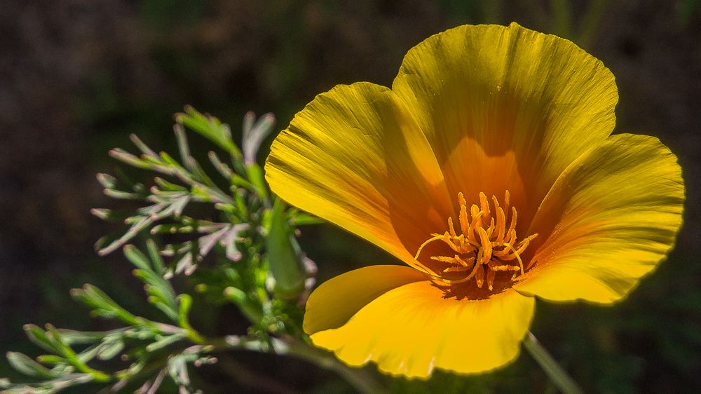 Goldmohn auf dem Weg nach La Esperanza