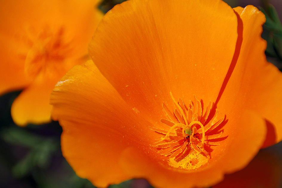 goldmohn