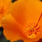 goldmohn