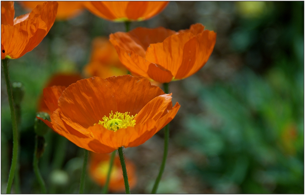 ... Goldmohn ...